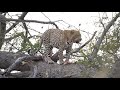 The Beauty of the beast | Lubyelubye male leopard