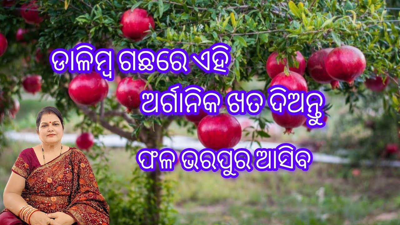 ଡାଳିମ୍ବ ଗଛରେ ଏହି ଅର୍ଗାନିକ ଖତ ଦିଅନ୍ତୁ /ଫଳ ଭରପୁର ଆସିବ /Pomegranate plant care 