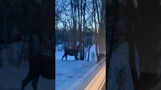 Tiny Dog Takes on Massive Alaskan Moose by The Rugged Stud 31 views 3 years ago 5 minutes, 22 seconds