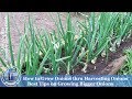 How To Grow Onions & Harvest Onions