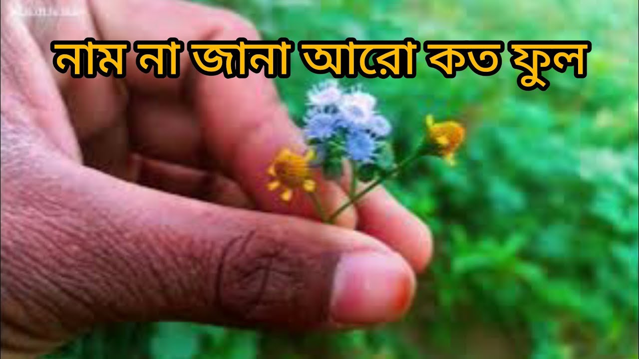 নাম না কিছু ফুল shafayath blogs 12
