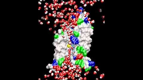 Water Channels in Cell Membranes