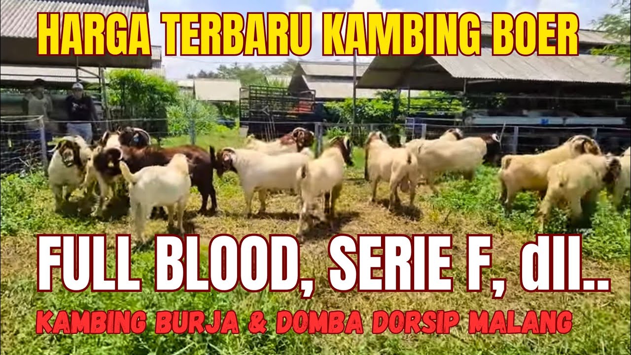 HARGA KAMBING BOER TERBARU 2024‼️Kambing BURJA Malang❤️‍🔥❤️‍🔥