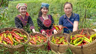 Together with Ly Thi Ca, harvest chili and take it to the market for sale | Bếp Trên Bản