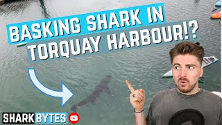 BASKING SHARK in Torquay Harbour!?