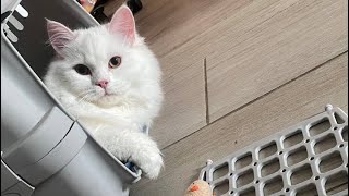 Айсберг передает привет из нового дома )
