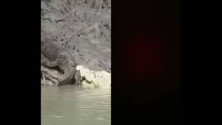 crocodile attack on monitor lizard ❤️