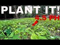 Planting Food Plots In Very ACIDIC Soil!
