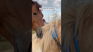 Eps 241 | Montana Stable documentary #animals #pets #horse #nature #documentary #breeding