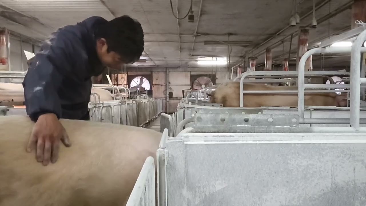 【農場で働くオッチャンの日常】移動作業　はじめての横動画で長尺