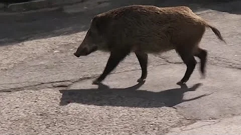 Wild boars invade Rome mayoral election race
