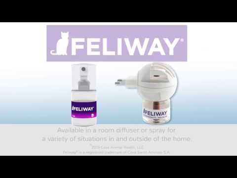 Feliway: How pheromones work for cats