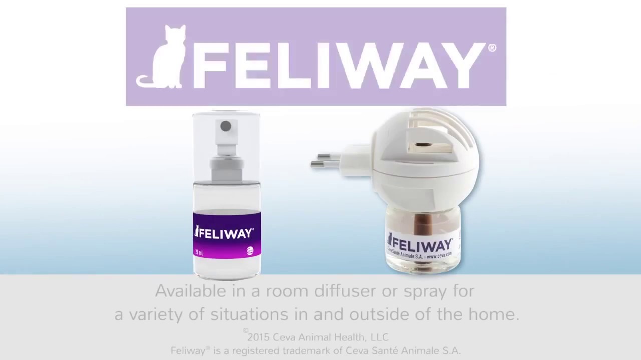 Feliway How pheromones work for cats YouTube