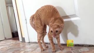 Stupid adorable animal compilation