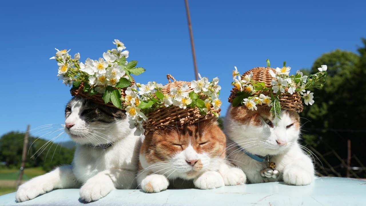 野ばらの花 のせ猫 260624 - YouTube