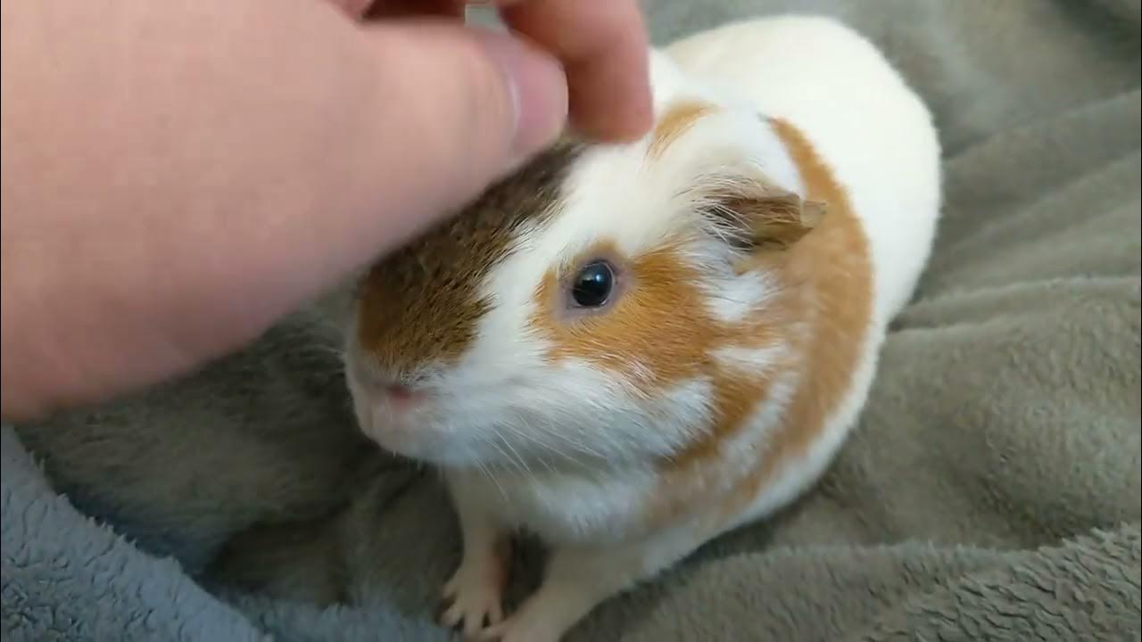 This Guinea Pig Loves Me YouTube