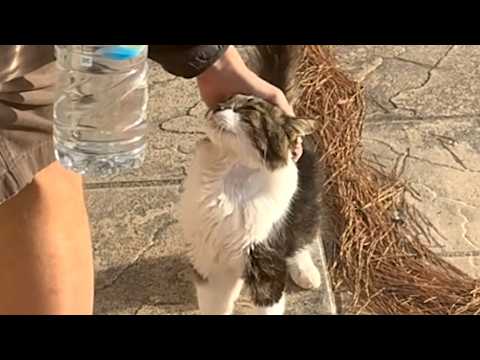 Random cat shows up at Airbnb, ends up becoming British