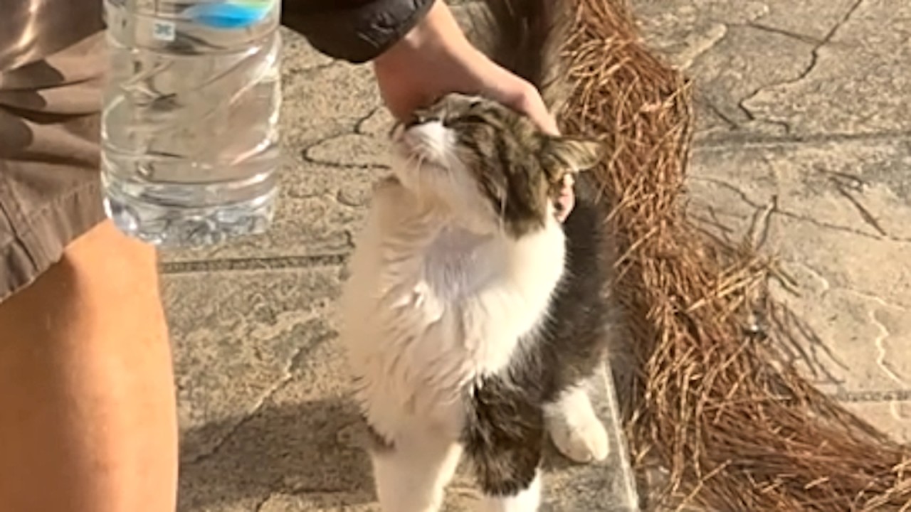Random cat shows up at Airbnb, ends up becoming British