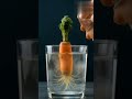 “From Carrot to Life: A Stunning Root Growth Timelapse” #ai #paramparic #viral #coversong #funny