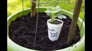 Planting Watermelons Two Ways! In The Ground And In Containers-Tips And Tricks