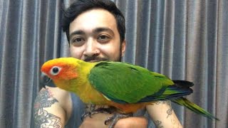 Papağanim Ri̇o Artik Uçuyor Sincap Elf I Gönderdik Ül Ğan Şpazarı