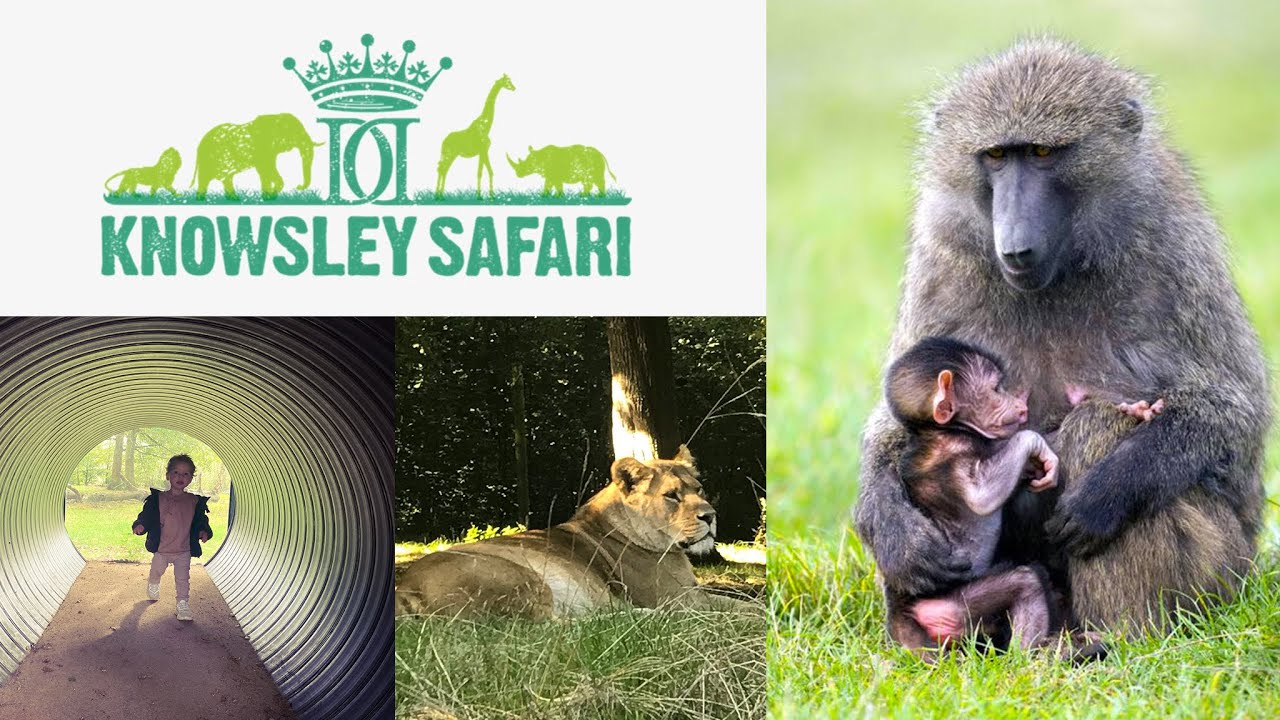Knowsley Safari Park Prescot YouTube