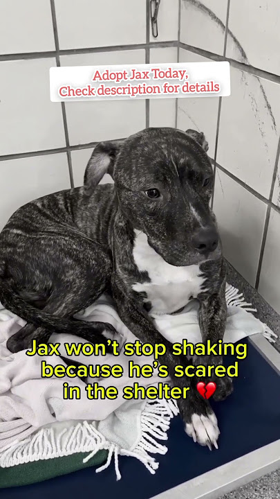 Jax at the Dog Shelter Needs a new home