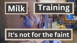 Milk Training it's not for the Faint | Morning Vlog | Dairy Goats