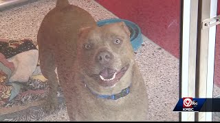 Kansas City animal shelters also adjusting because of COVID-19 shutdown