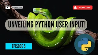 Celebrity Python Basics: Mastering User Interaction with input() Wealth