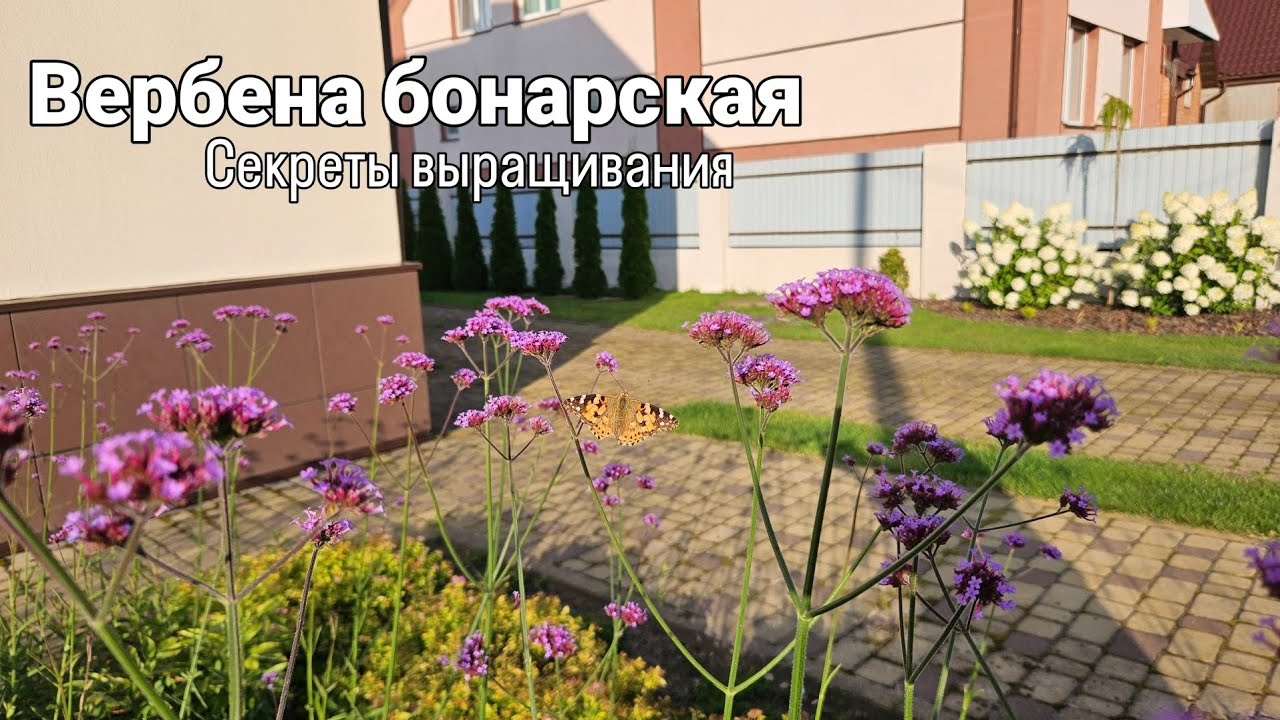 Вербена бонарская. Секреты выращивания