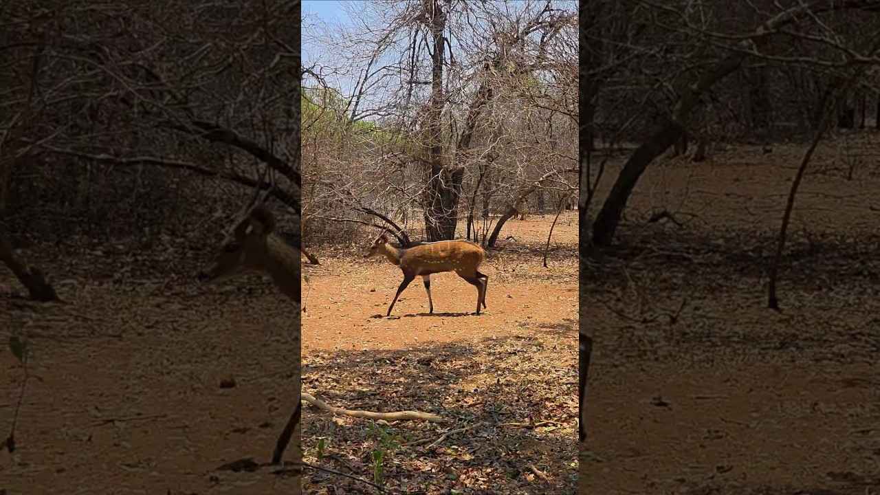 Game Drive Adventure in Zimbabwe🦁🇿🇼