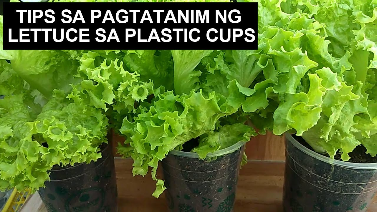 Tips Sa Pagtatanim Ng Lettuce Sa Plastic Cups