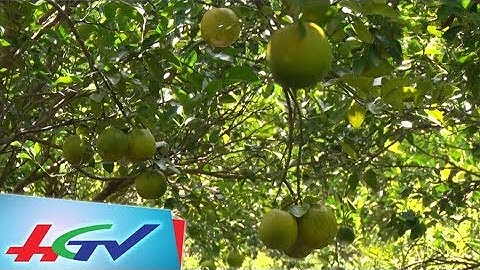 Vì sao cam rớt giá? | THỜI SỰ HẬU GIANG