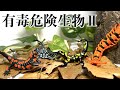 【恐怖】有毒危険生物のフィギュアがヤバ過ぎた...😱