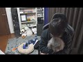 メインチャンネルの編集をただもくもくとやるだけの生配信のアーカイブ
