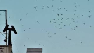 Vauxs Swifts Raw Footage San Diego