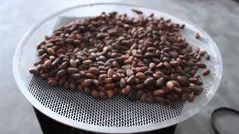 Cacao (Cocoa) beans cooling.