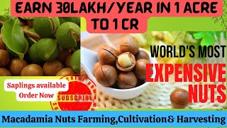 Macadamia nuts farming/Earn 30 lakh/Year in 1 Acre to 1 Cr/World Most Expensive Nuts/Harvesting