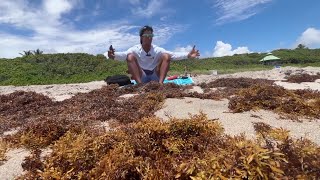Famous Sargassum takes over Florida beaches, why the invasion isn't over Wealth