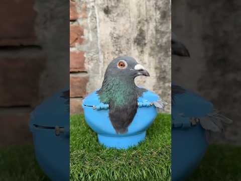 A Special Moment in My Pigeon’s Road to Recovery #usaaudience #ukaudience