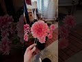 Pink Dahlia Comparison