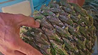 The bunya pine (Araucaria bidwillii) is an Australian tree with some amazing large cones