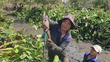 Phụ Chú Út Tát Mương Vườn Bắt Được Lươn Già Và Cá Canh Chua Ghém Cực Ngon.Góc Làng Quê#746