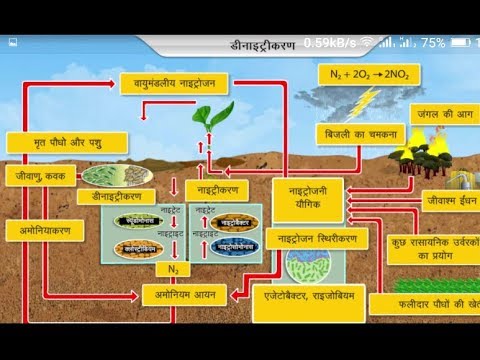 न इट र जन चक र क य ह what is the nitrogen