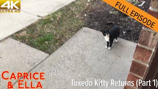 Caprice & Ella 308 | Tuxedo Kitty Returns (Part 1)