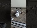 野良猫の朝　おはよう☀　#野良猫#猫#shorts