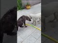 Dog And Hyena Meet #Shorts #dog #hyena #viral