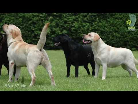 El Labrador Retriever Labrador. Origen, Características, Alimentación Y Curiosidades