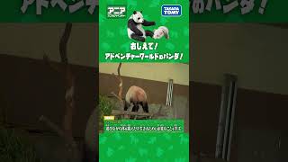 【アニア研究所】　おしえて！アドベンチャーワールドのパンダ　#アニア #タカラトミー #shorts #アドベンチャーワールド